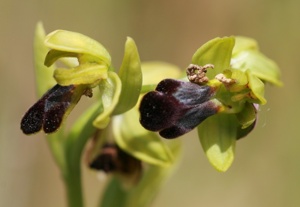 Ophrys funerea